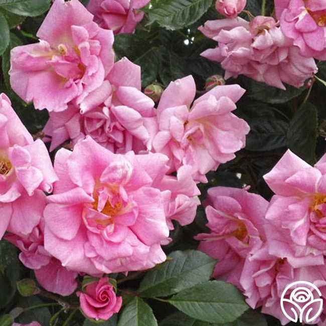 CL Pinkie 4 CL Pinkie - Image 4