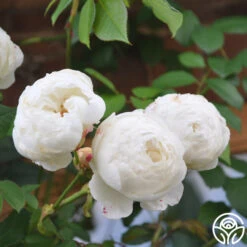 Claire Austin -RoseLuxe Shop clair austin logo 01