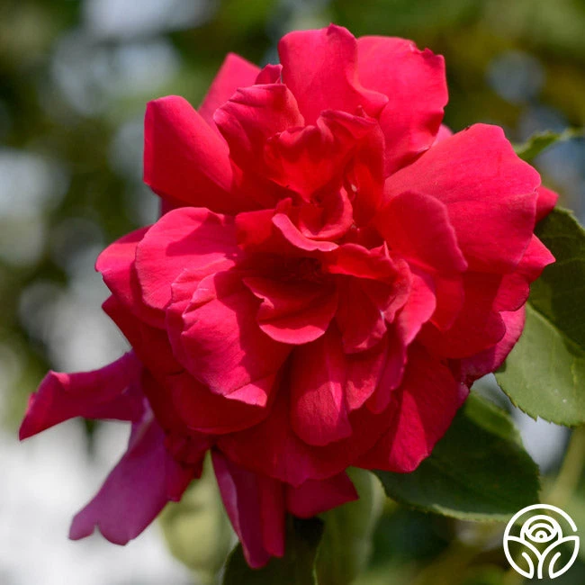 CL Étoile De Hollande 2 CL Étoile De Hollande - Image 2