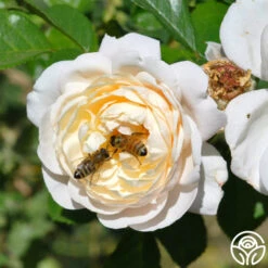 Cloud 10™ -RoseLuxe Shop cloud 10 logo 01