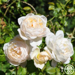 Cloud 10™ -RoseLuxe Shop cloud 10 logo 02