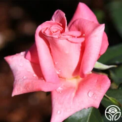 Cloud Nine -RoseLuxe Shop cloud nine 2 1 1