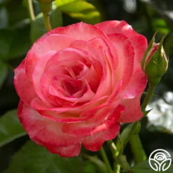 Coretta Scott King -RoseLuxe Shop coretta scott king 2