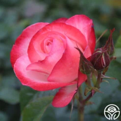 Coretta Scott King -RoseLuxe Shop coretta scott king 4 2