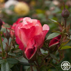 Coretta Scott King -RoseLuxe Shop coretta scott king 5 6