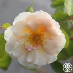 Crépuscule -RoseLuxe Shop crepuscule 22