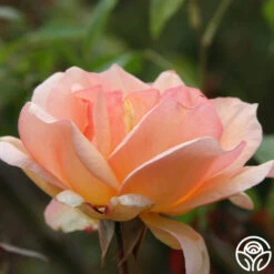 Crépuscule -RoseLuxe Shop crepuscule logo 01