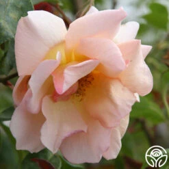 Crépuscule -RoseLuxe Shop crepuscule logo 03