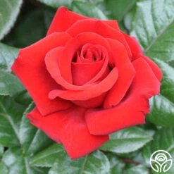 Crimson Bouquet™ 12 Crimson Bouquet™ -RoseLuxe Shop crimson bouquet 8