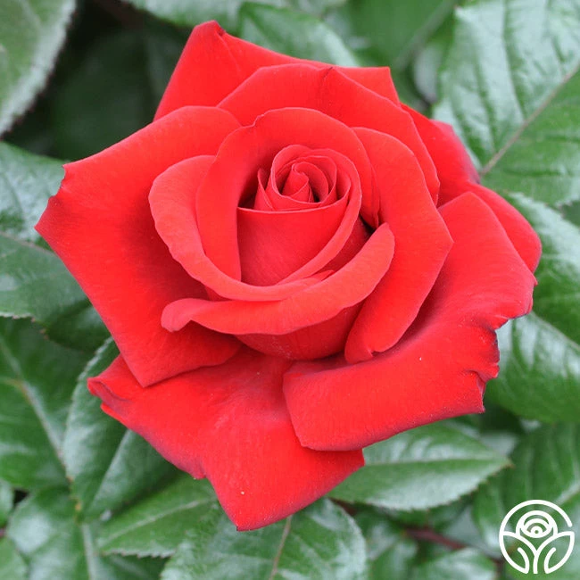 Crimson Bouquet™ 3 Crimson Bouquet™ - Image 3