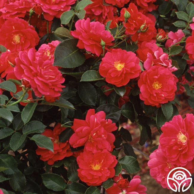 Crimson Floorshow 2 Crimson Floorshow - Image 2