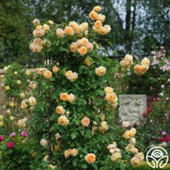 Crown Princess Margareta® -RoseLuxe Shop crown princess margareta