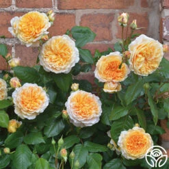 Crown Princess Margareta® -RoseLuxe Shop crown princess margareta 3 2