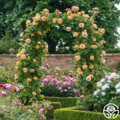 Crown Princess Margareta® -RoseLuxe Shop crown princess margareta 6