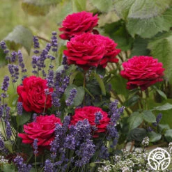 Parfuma® Dark Desire™ -RoseLuxe Shop dark desire 3 1