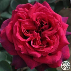 Front Page -RoseLuxe Shop dark desire 4 1