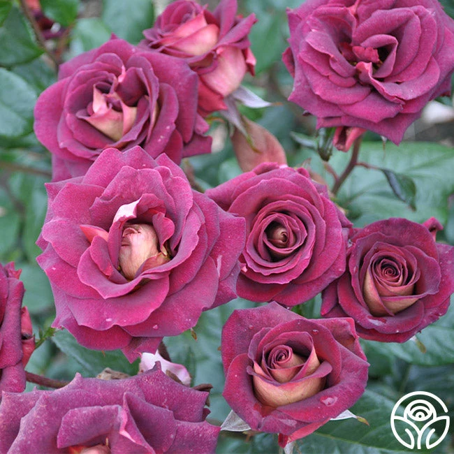 Dark Night™ 2 Dark Night™ - Image 2