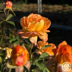 Dawn Chorus 9 Dawn Chorus -RoseLuxe Shop dawn chorus 11