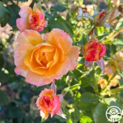 Dawn Chorus 11 Dawn Chorus -RoseLuxe Shop dawn chorus 12