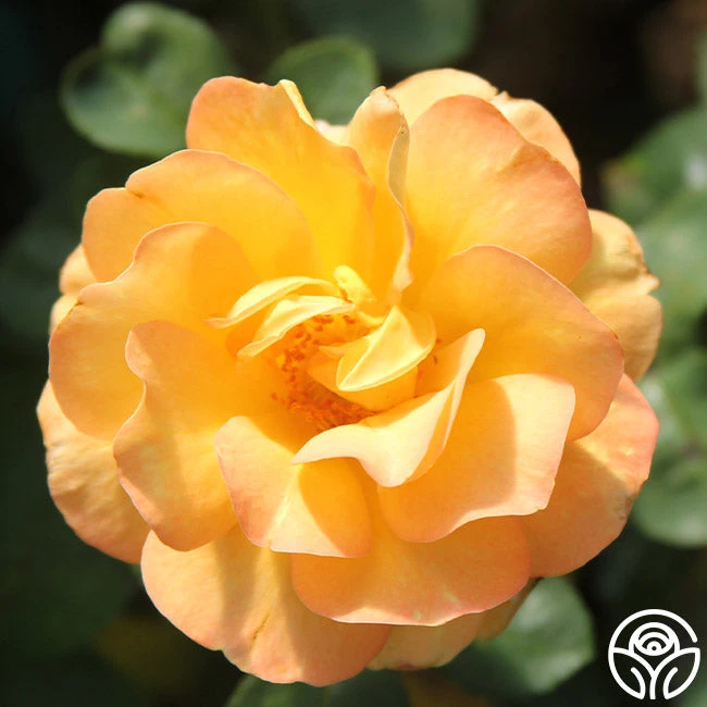 Dawn Chorus 3 Dawn Chorus - Image 3