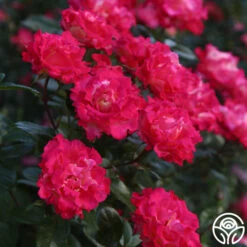 Dick Clark 12 Dick Clark -RoseLuxe Shop dick clark 11