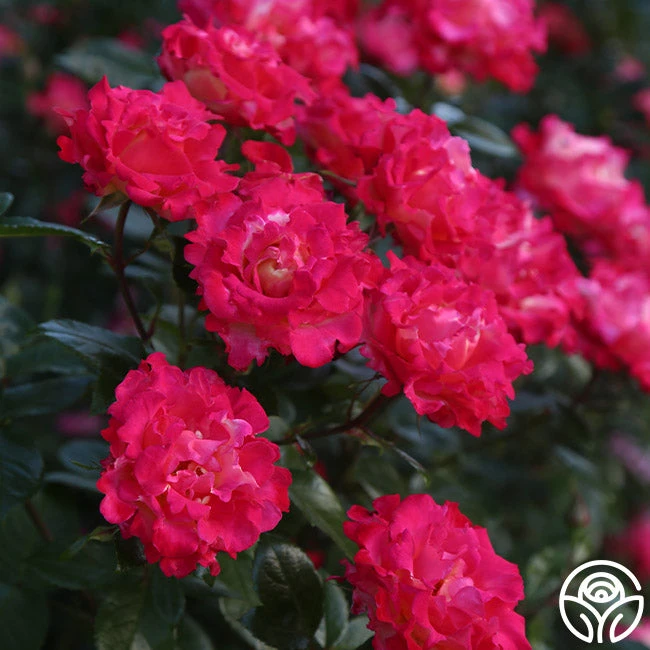 Dick Clark 6 Dick Clark - Image 6