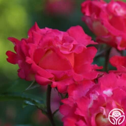 Dick Clark 13 Dick Clark -RoseLuxe Shop dick clark 19