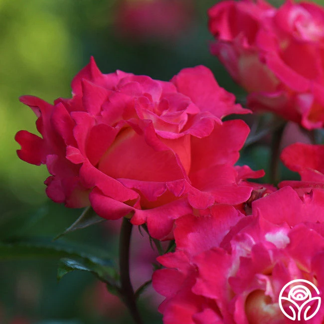 Dick Clark 7 Dick Clark - Image 7