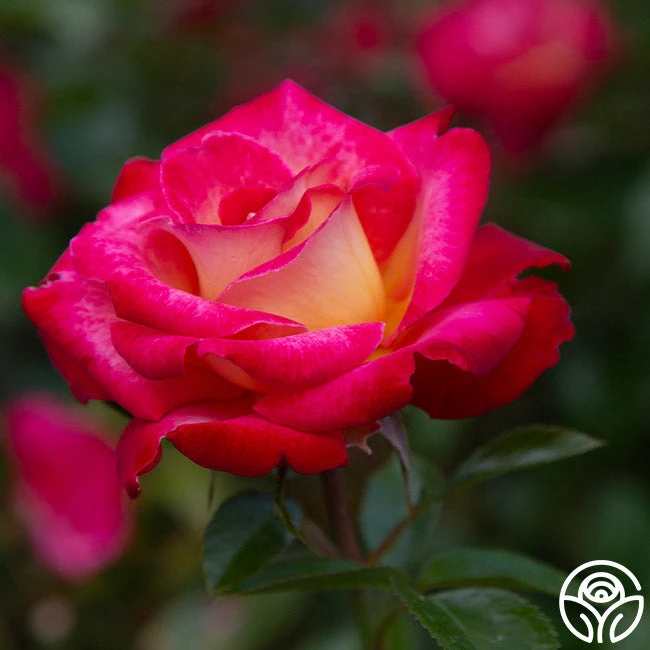 Dick Clark 2 Dick Clark - Image 2