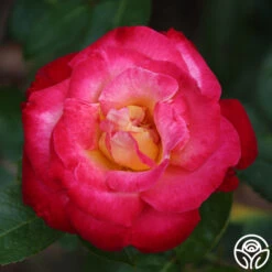 Dick Clark 11 Dick Clark -RoseLuxe Shop dick clark 3