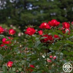 Dick Clark 9 Dick Clark -RoseLuxe Shop dick clark 7