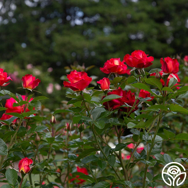 Dick Clark 3 Dick Clark - Image 3