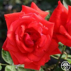 Dolly Parton 5 Dolly Parton -RoseLuxe Shop dolly parton 1 1 1