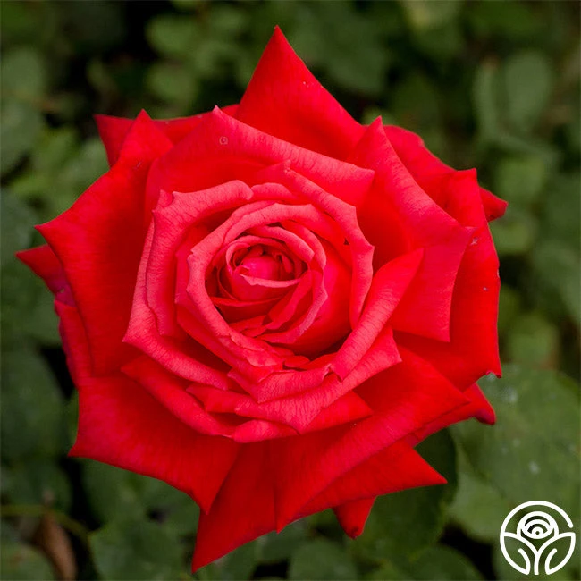 Dolly Parton 1 Dolly Parton