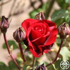 Don Juan -RoseLuxe Shop don juan 4