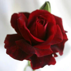 Don Juan -RoseLuxe Shop don juan 6