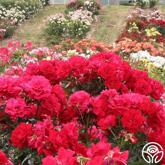 Drop Dead Red™ 2 Drop Dead Red™ - Image 2