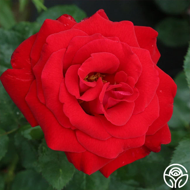 Drop Dead Red™ 1 Drop Dead Red™