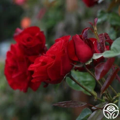 Dublin Bay® -RoseLuxe Shop dublin bay 112