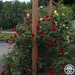 Dublin Bay® -RoseLuxe Shop dublin bay 191