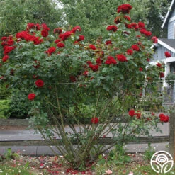 Dublin Bay® -RoseLuxe Shop dublin bay 4 1