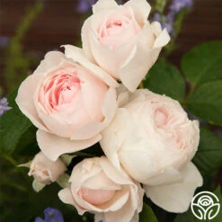 Parfuma® Earth Angel 13 Parfuma® Earth Angel -RoseLuxe Shop earth angel 4