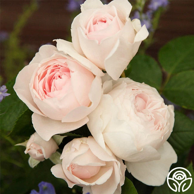 Parfuma® Earth Angel 7 Parfuma® Earth Angel - Image 7