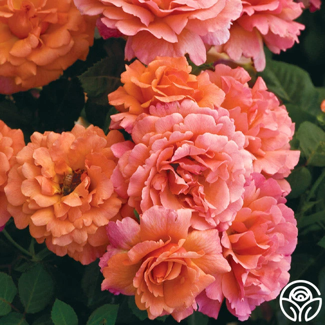 Easy Does It™ 5 Easy Does It™ - Image 5