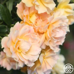 Easy Going™ -RoseLuxe Shop easy going 11