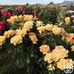 Easy Going™ -RoseLuxe Shop easy going 13