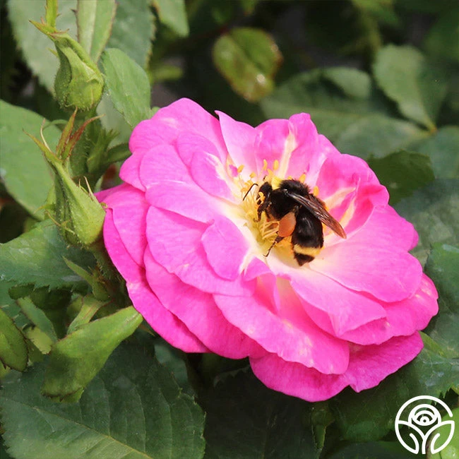 Easy To Please™ 2 Easy To Please™ - Image 2