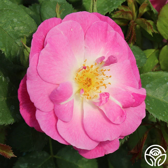 Easy To Please™ 6 Easy To Please™ - Image 6