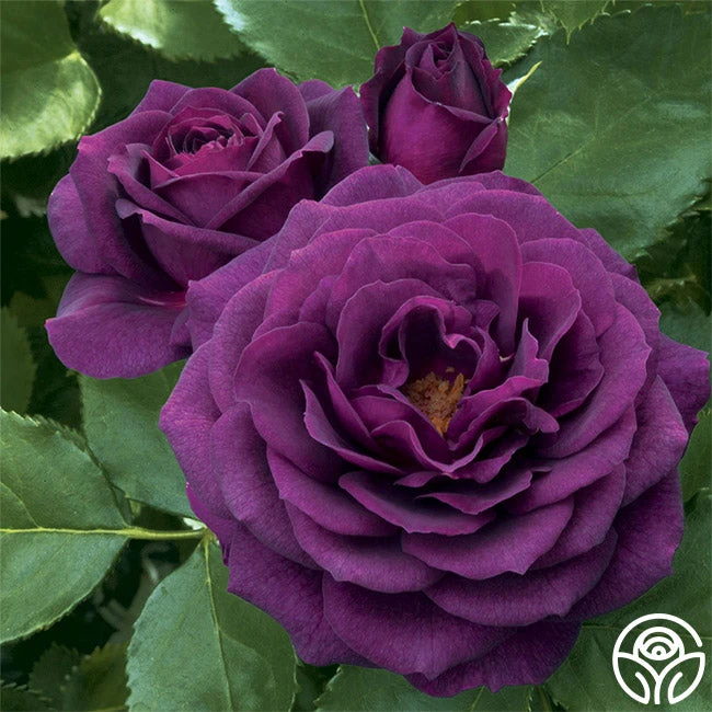 Ebb Tide™ 5 Ebb Tide™ - Image 5