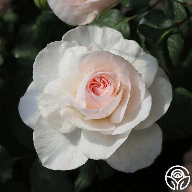 English Miss 2 English Miss - Image 2